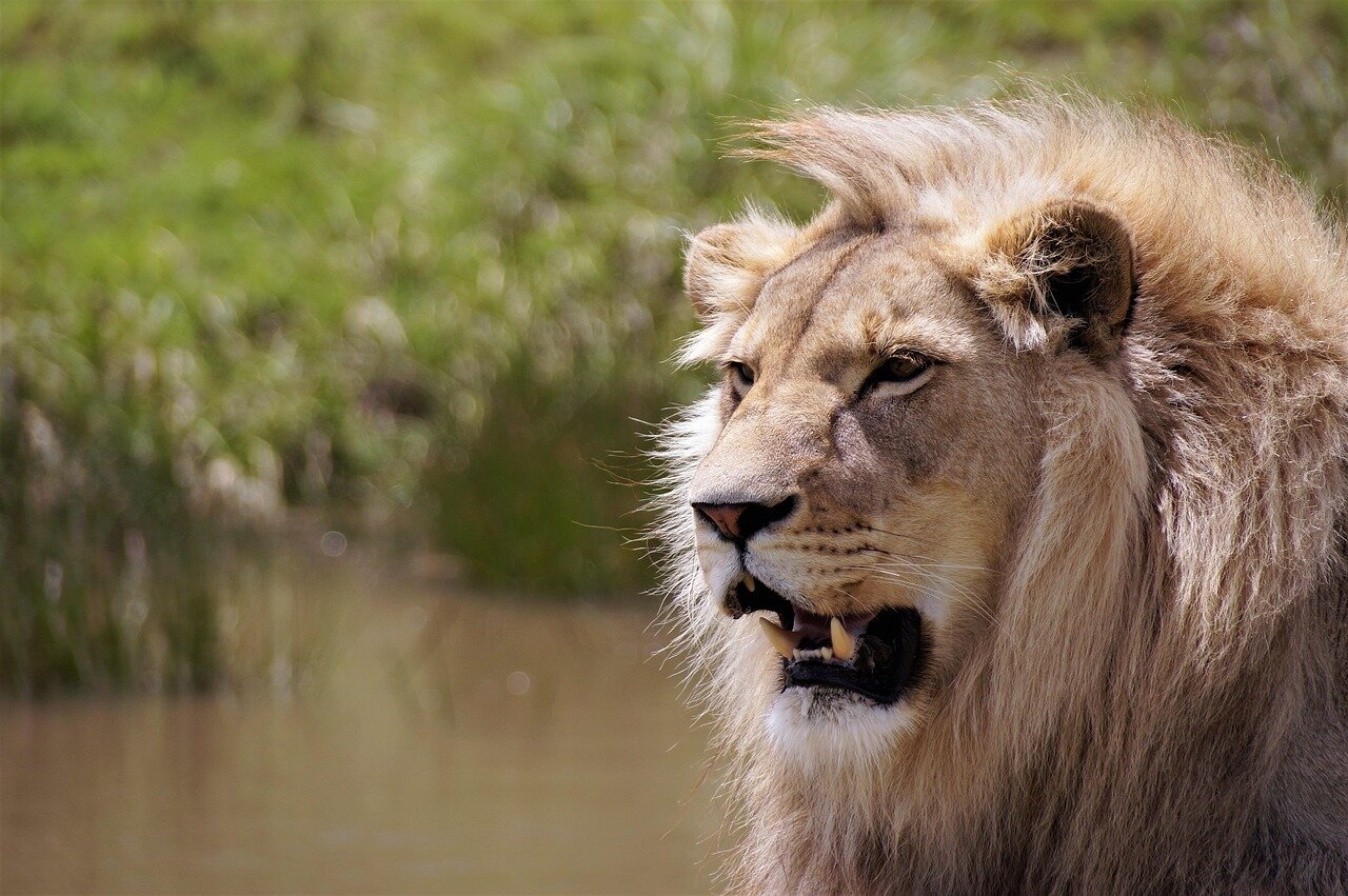 Lions resting in savannah