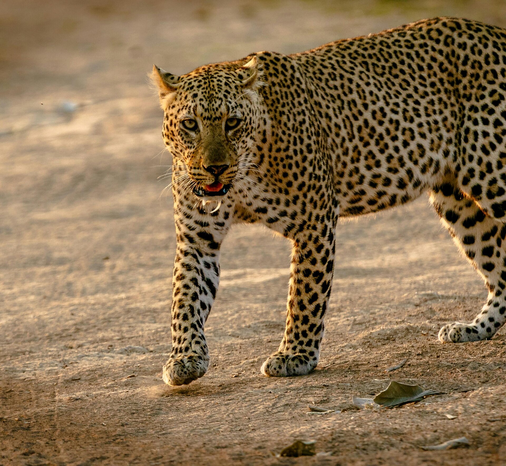 Leopard hunting in the wild