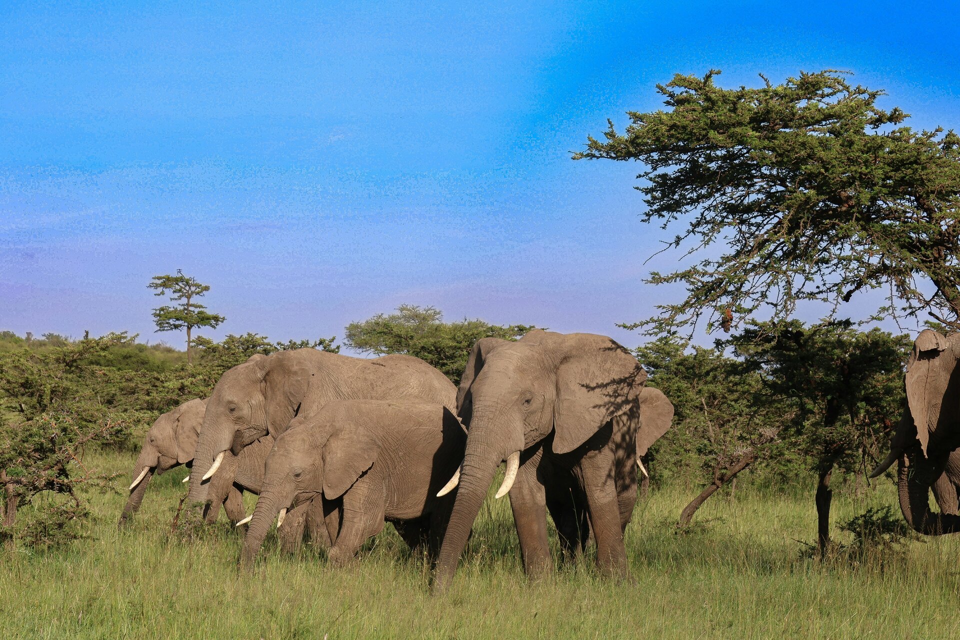 Elephant family group