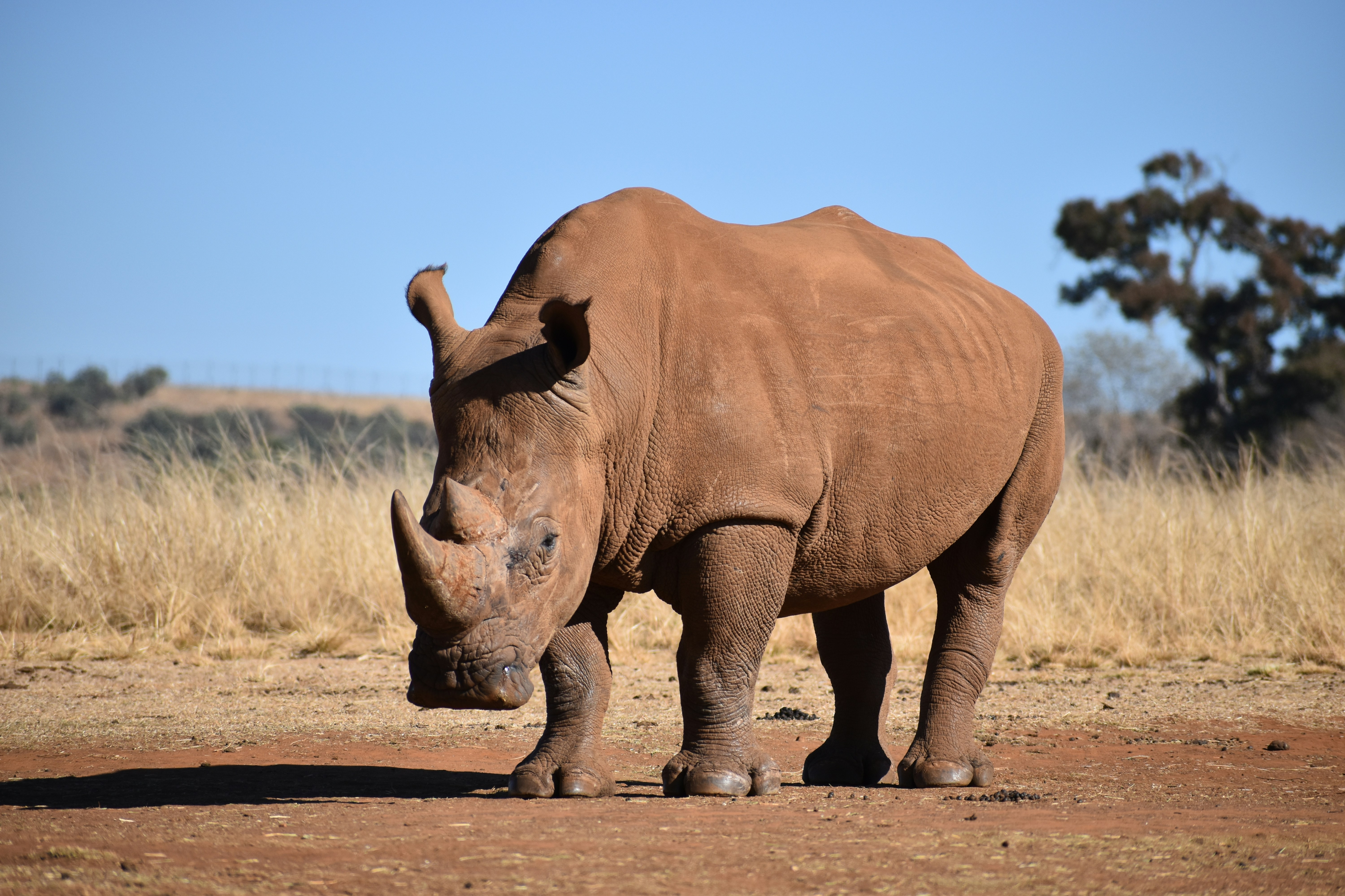Black rhinoceros in sanctuary