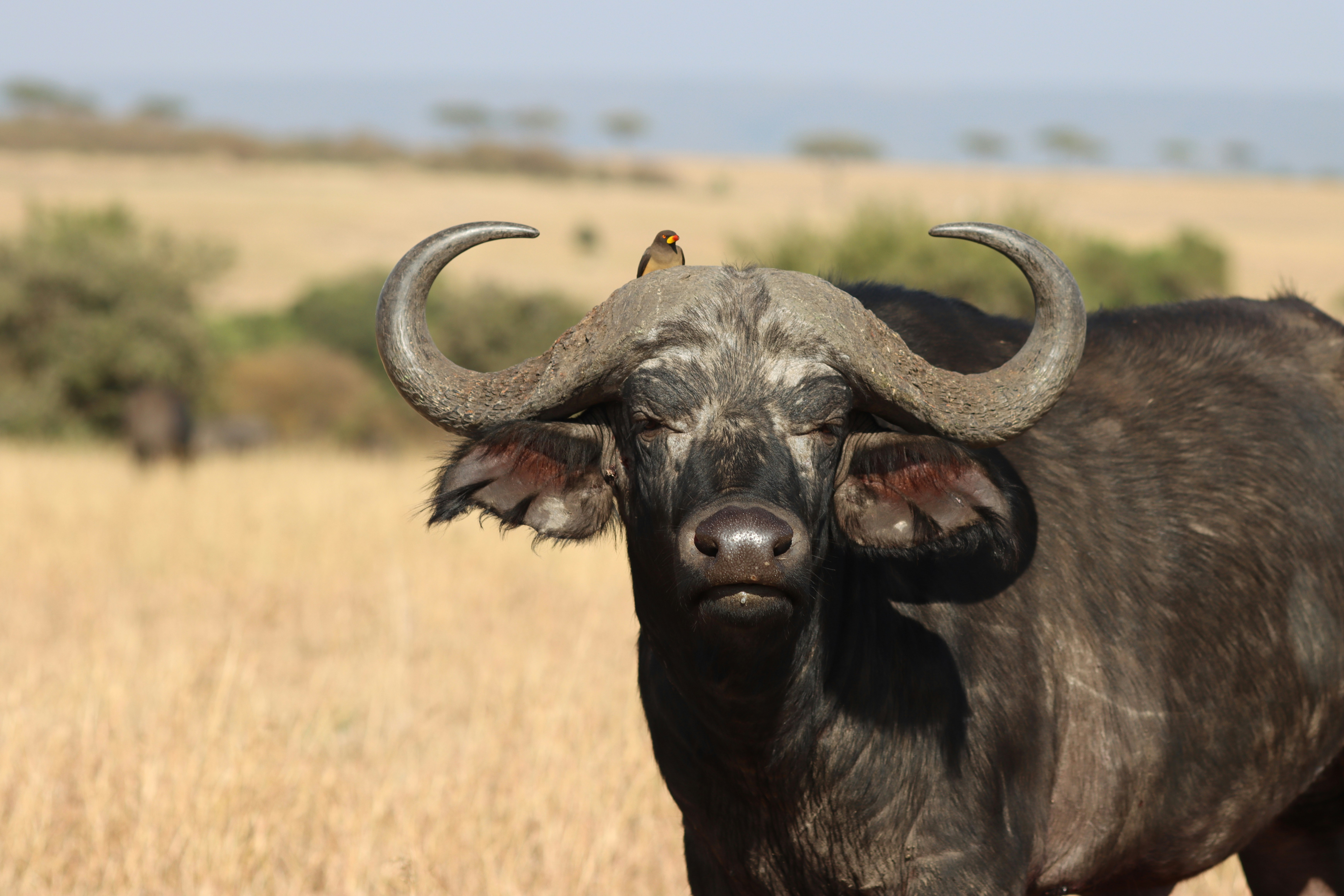 Buffalo in the wild