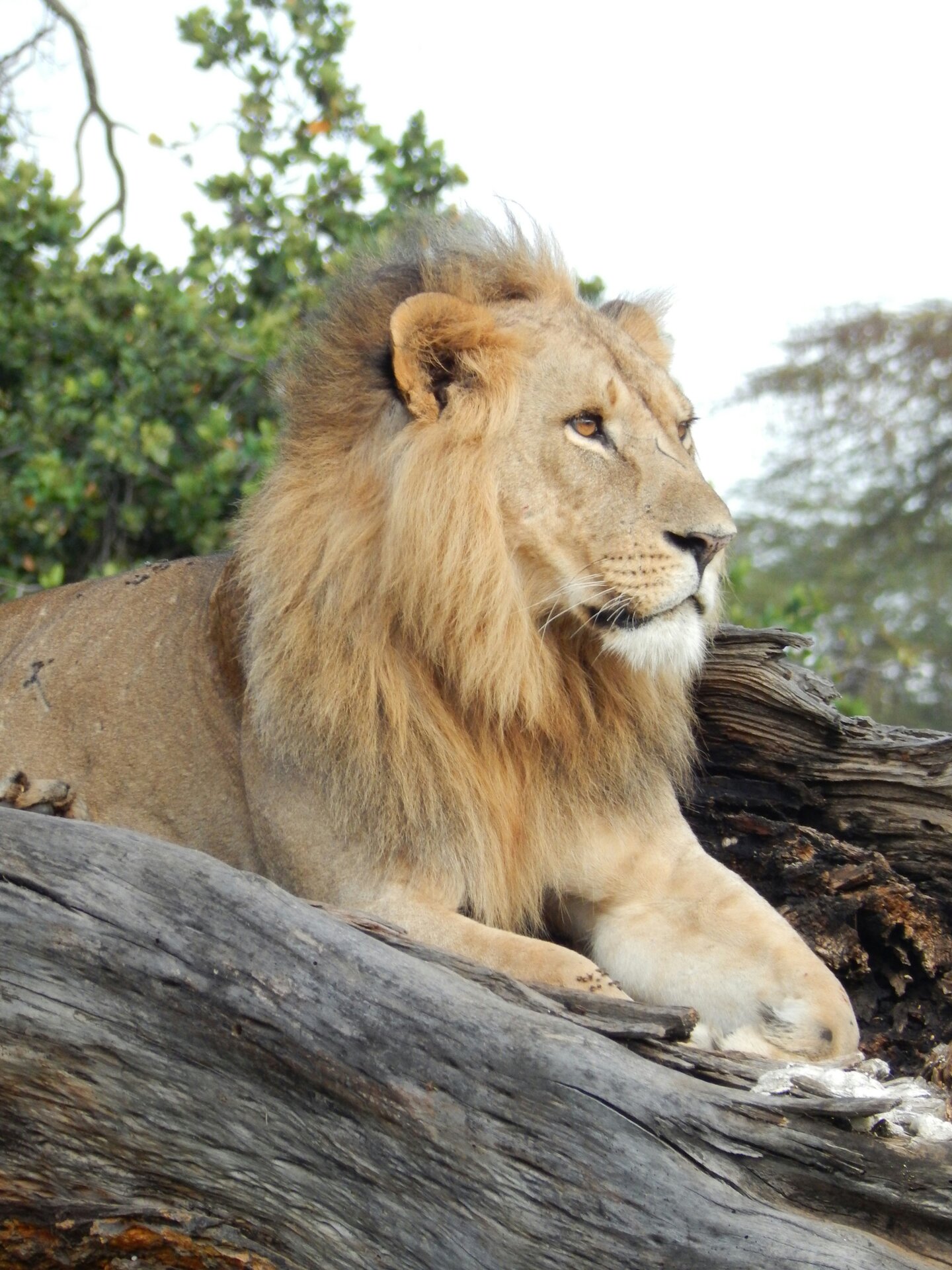 Lion pride resting