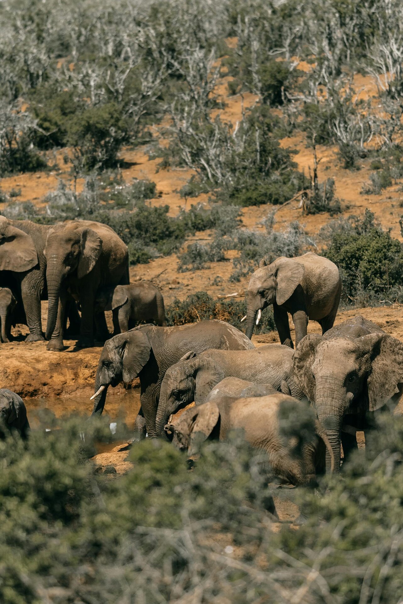 Elephant family group