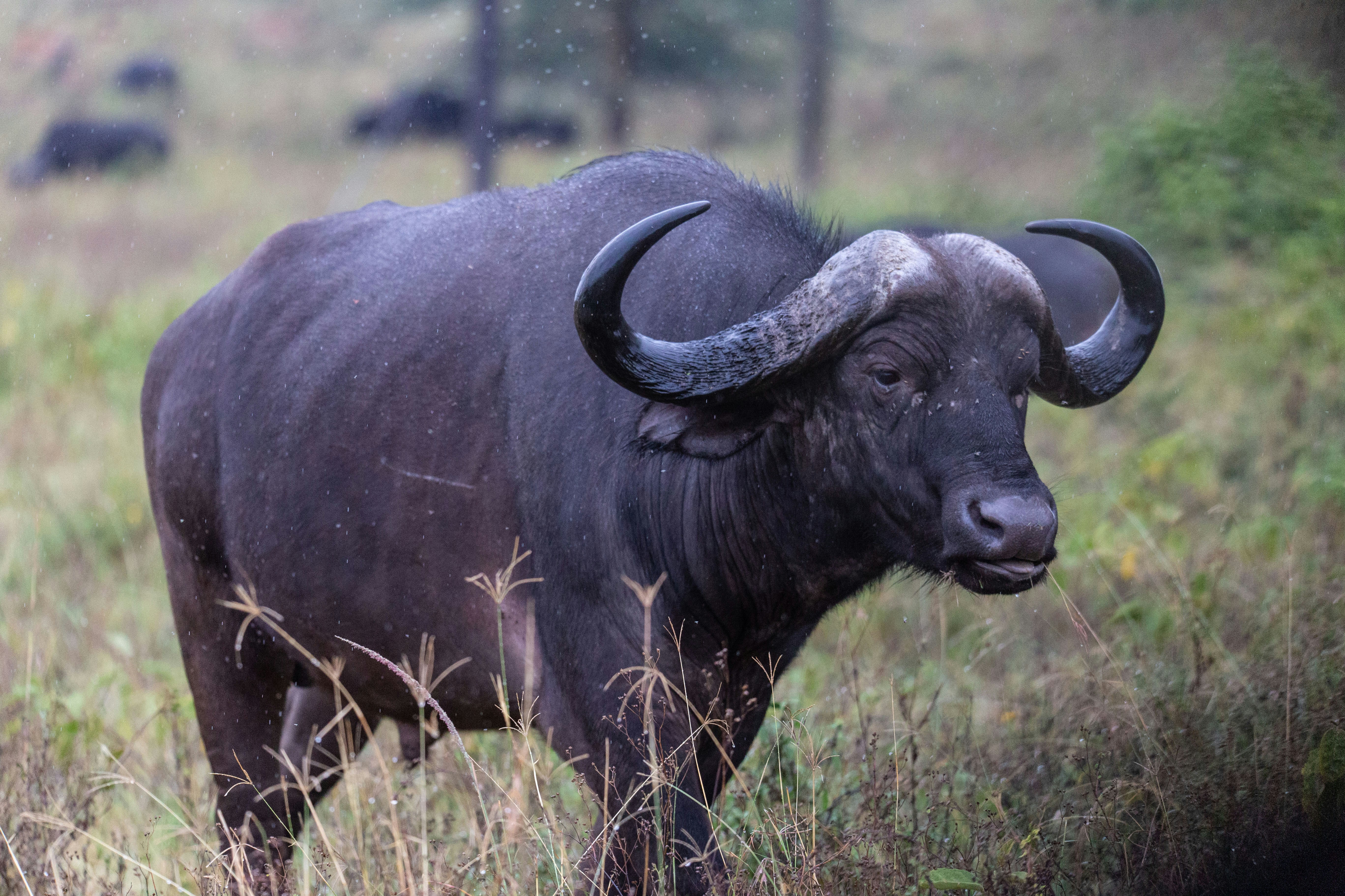 Buffalo in open savannah