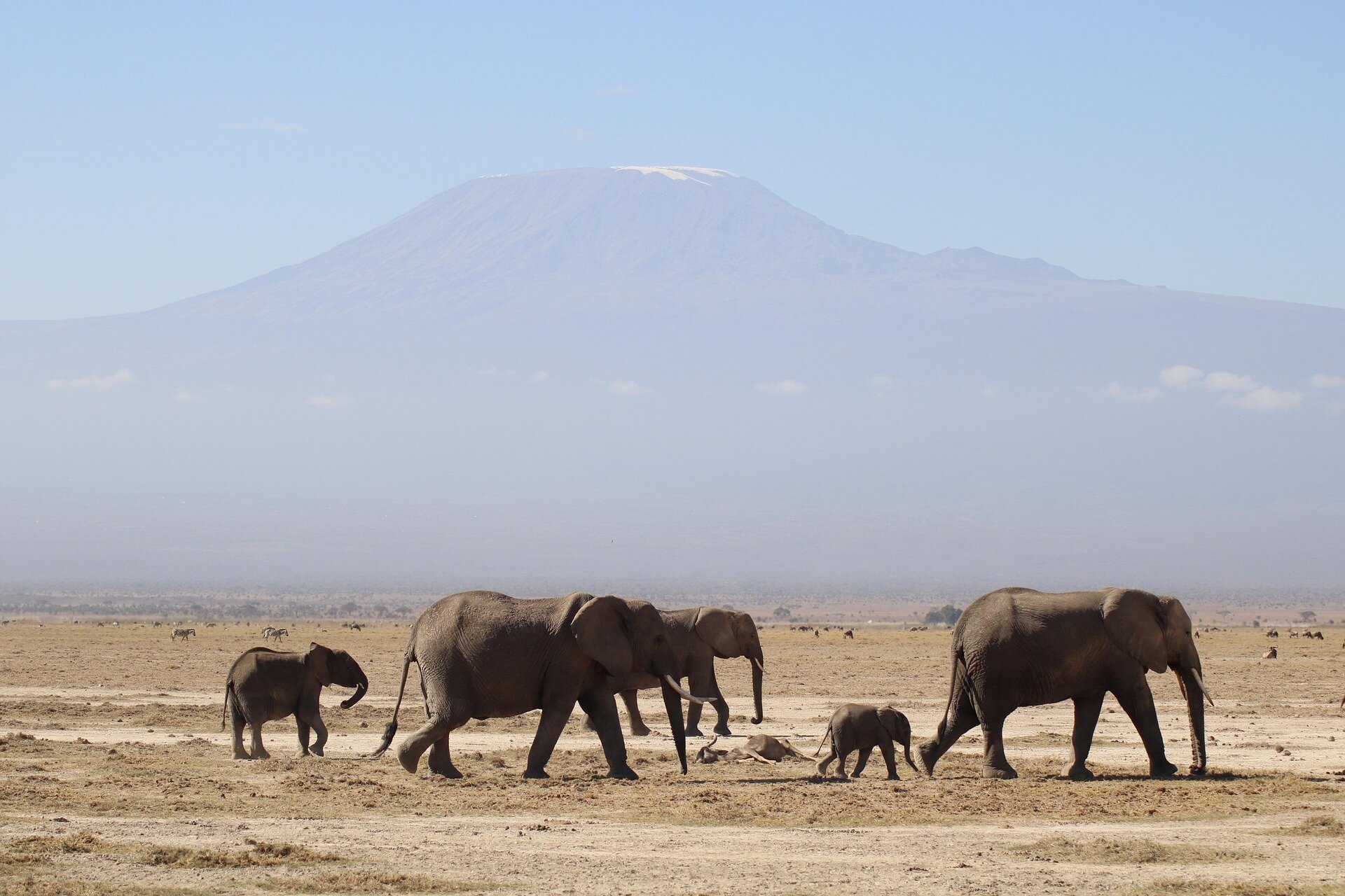 Wildebeest migration in Maasai Mara