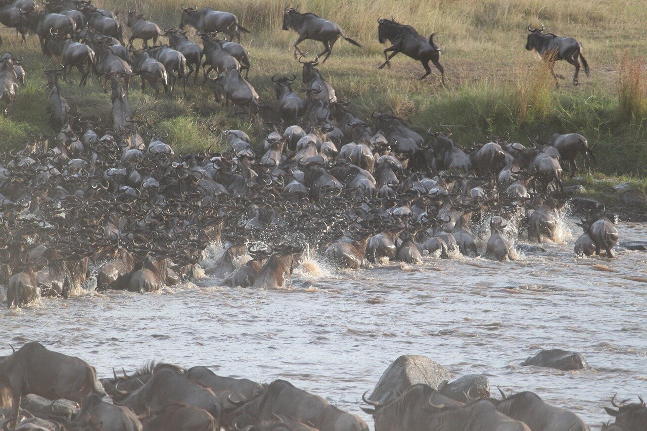 Wildebeest herds during migration