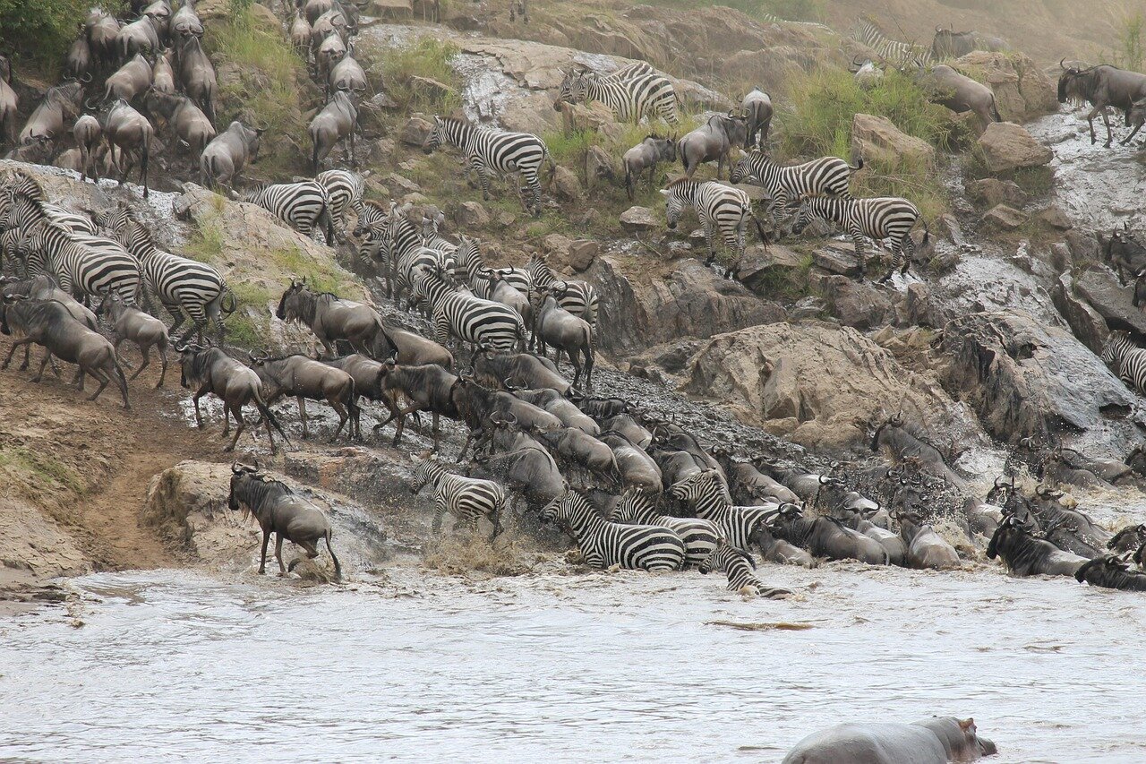 Zebras and wildebeest together
