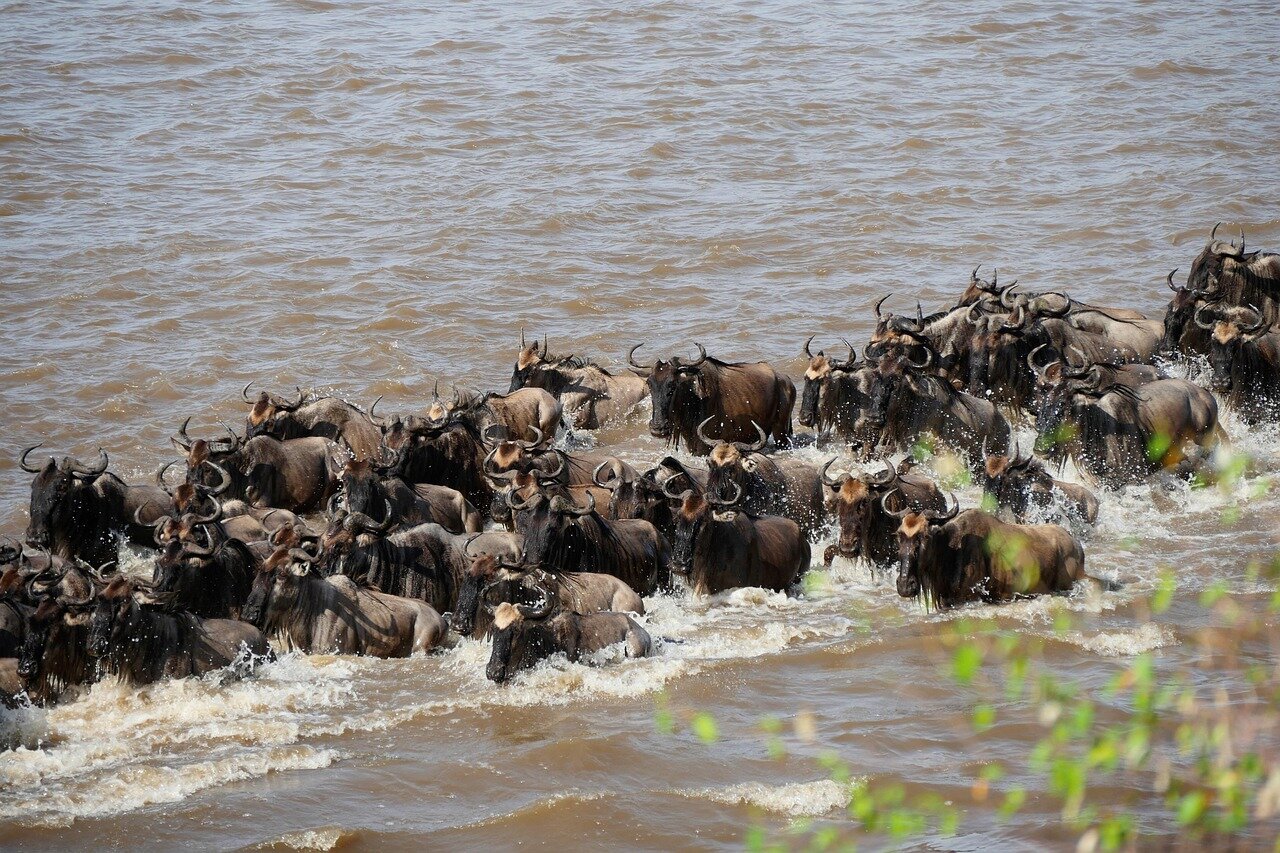 Wildebeest crossing the Mara River