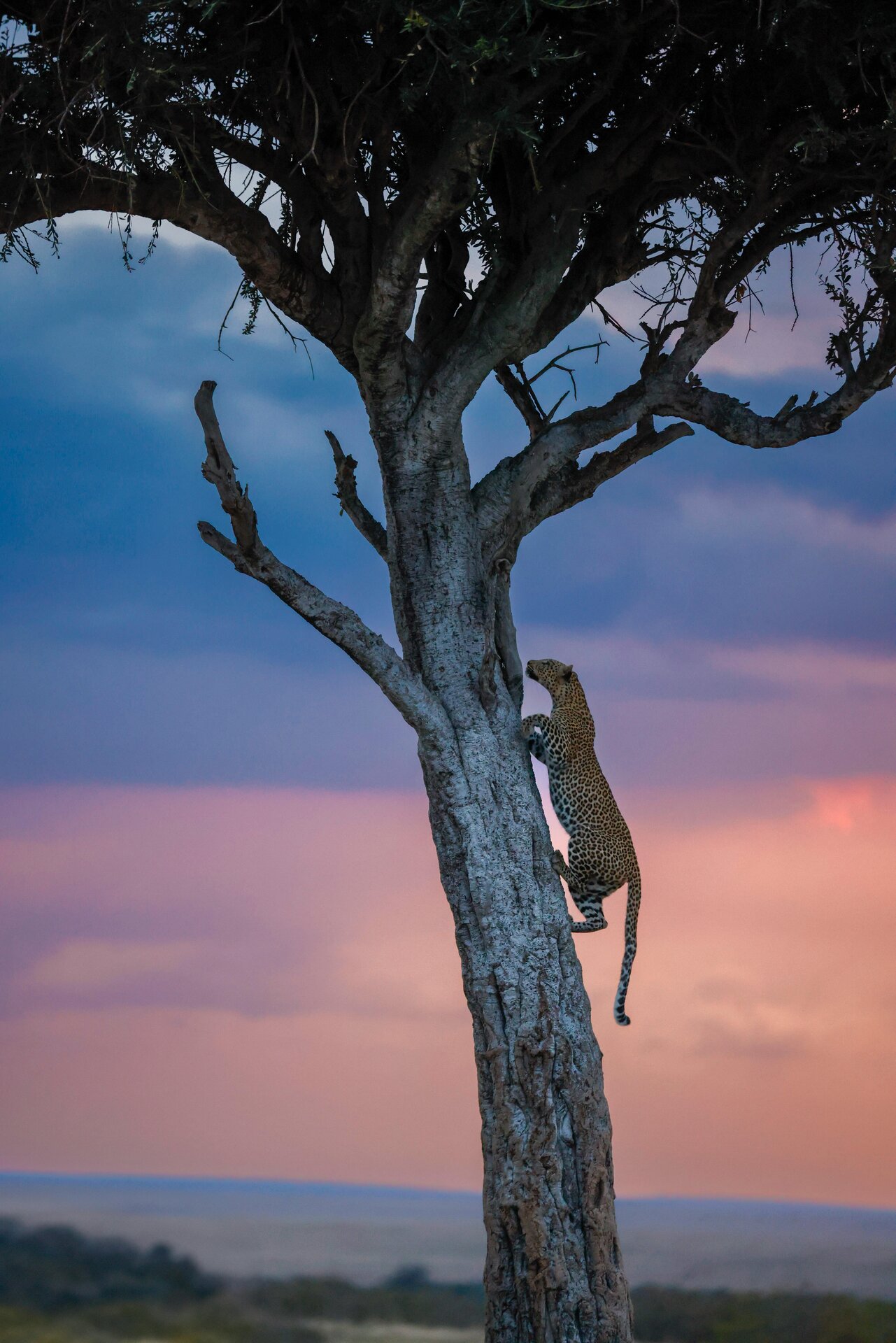 Cheetah climbing a tree