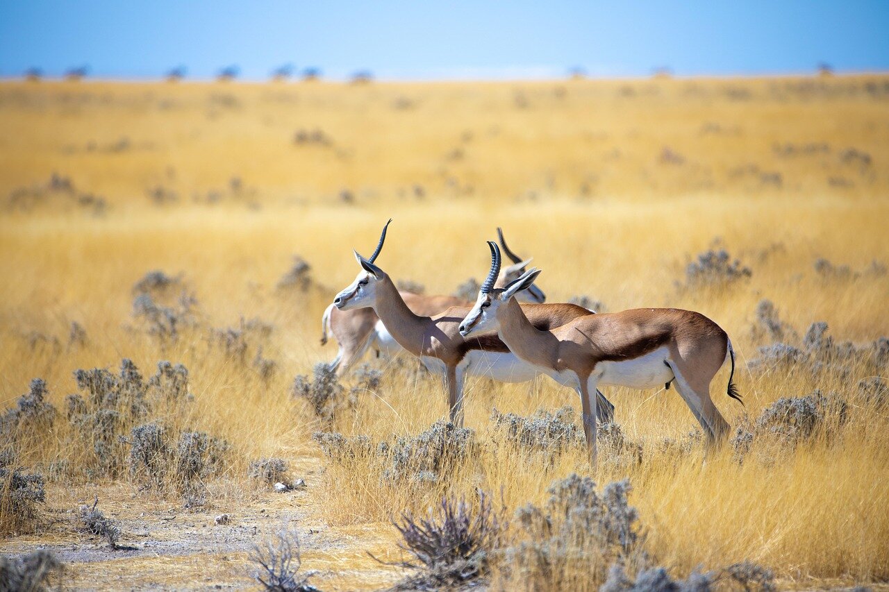 Antelopes on the plains
